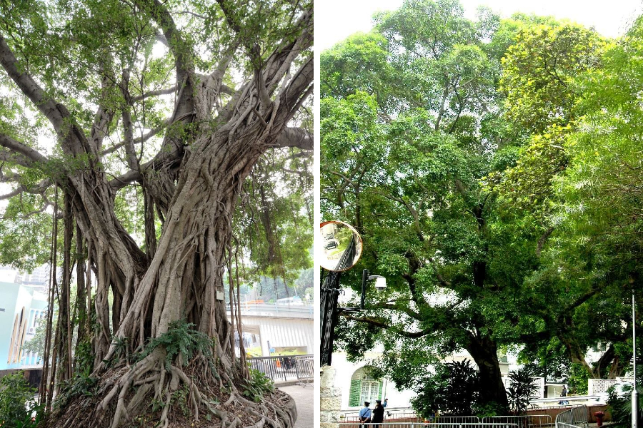 Two Old and Valuable Trees in Central removed due to wood decay