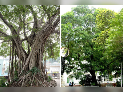 Two Old and Valuable Trees in Central removed due to wood decay