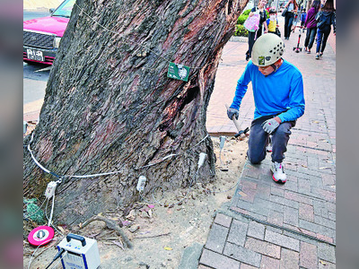 Branching into overseas trees for roadside safety