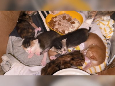 Seven cats stolen from a wet market in Tsuen Wan