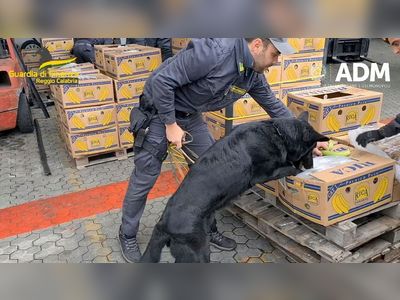 Italian police dogs find 2,700kg of cocaine hidden in banana crates
