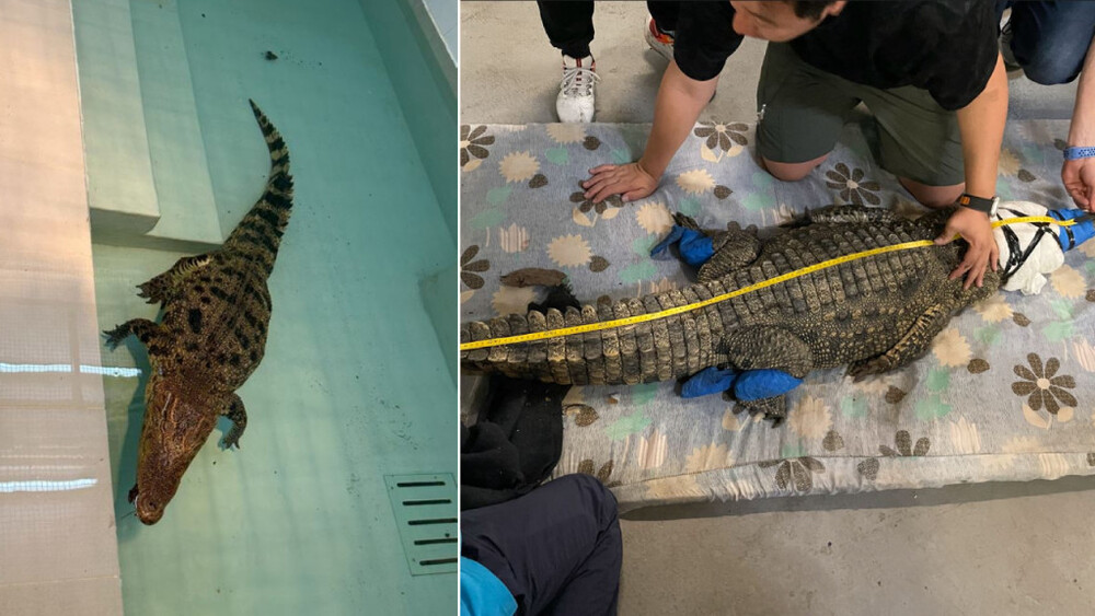 Crocodile caught in Pat Heung now under the care of Ocean Park
