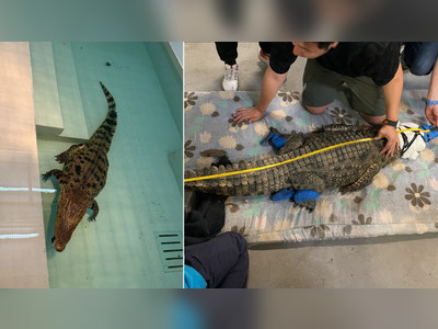 Crocodile caught in Pat Heung now under the care of Ocean Park