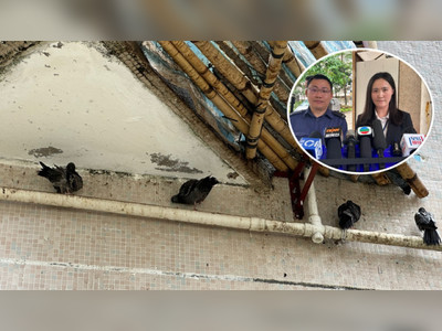Elderly man arrested for breaking pigeon’s wings in Tseung Kwan O