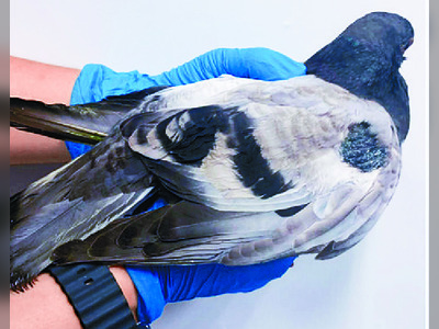 Man arrested for ill-treating pigeon