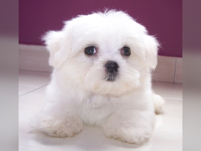 Pet owner held over fatal abuse