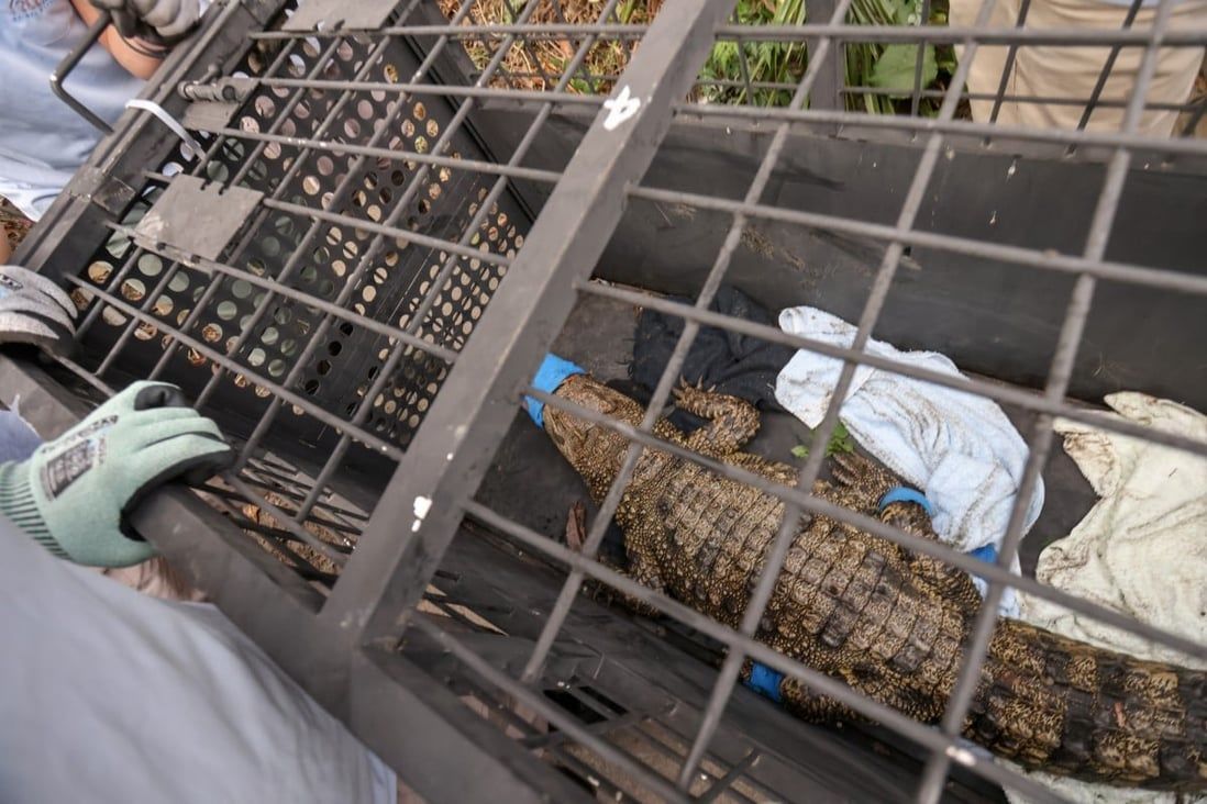 Hongkongers want latest crocodile found to be housed at Wetland Park