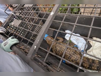 Hongkongers want latest crocodile found to be housed at Wetland Park