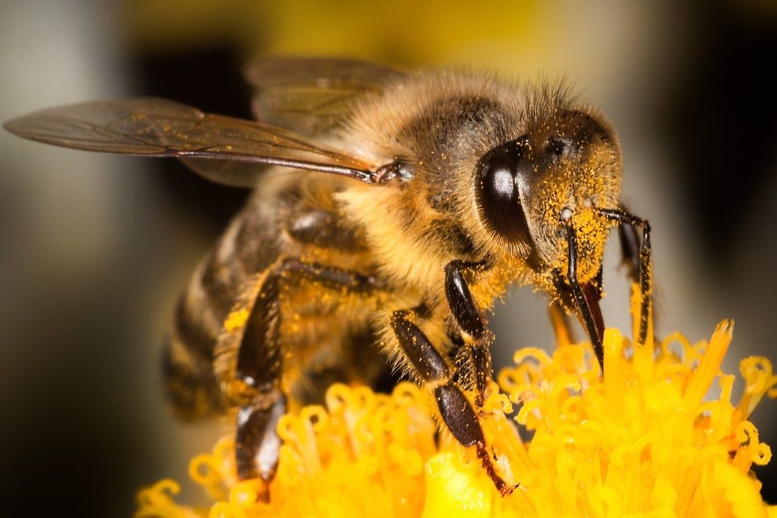 How dangerous are bee stings? Hong Kong experts weigh in after worker’s death
