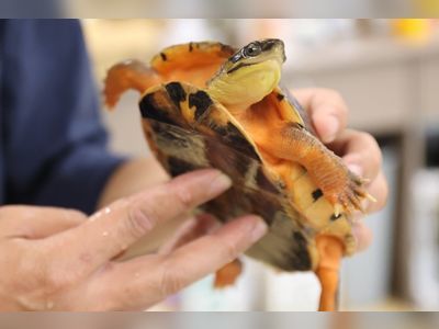 Hong Kong must get tough on poachers. Its biodiversity matters globally