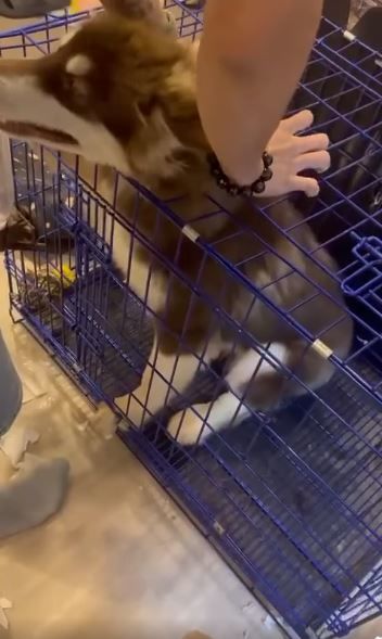 Man arrested after shocking video shows him choking pet dog