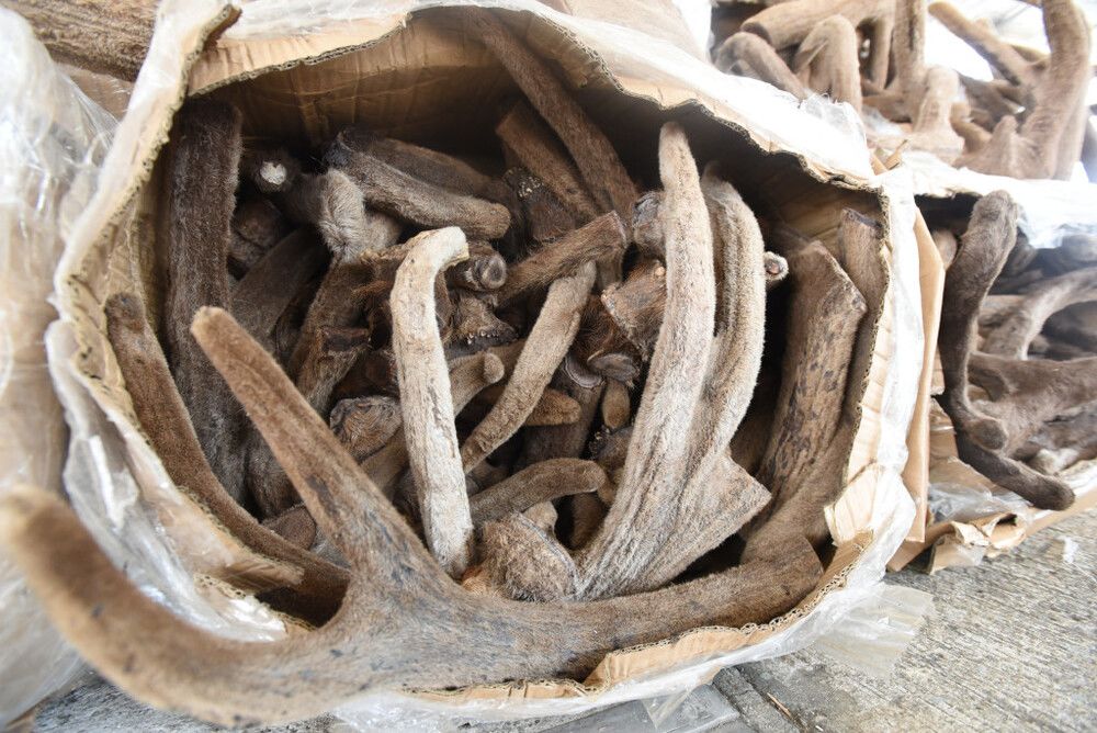 Deer antlers valued at HK$20m seized in joint operation by marine police and customs