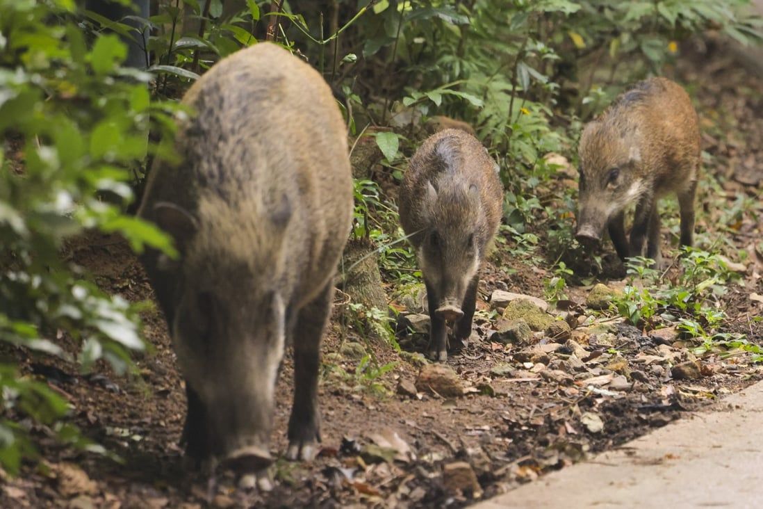 Hong Kong killed 1 wild boar a day this year; experts warn of ‘cruel’ policy