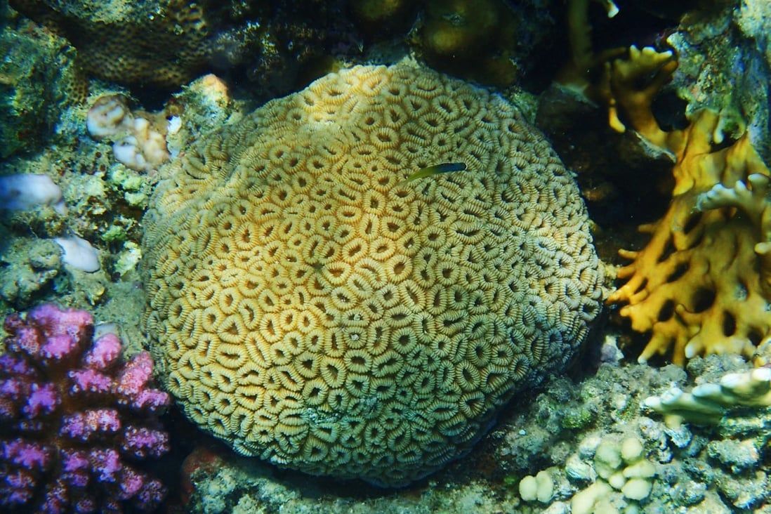 Call to preserve coral threatened by reclamation in Hong Kong’s Tseung Kwan O