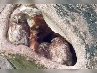 Hong Kong Golf Club shares baby owl video in bid to halt housing plan for course