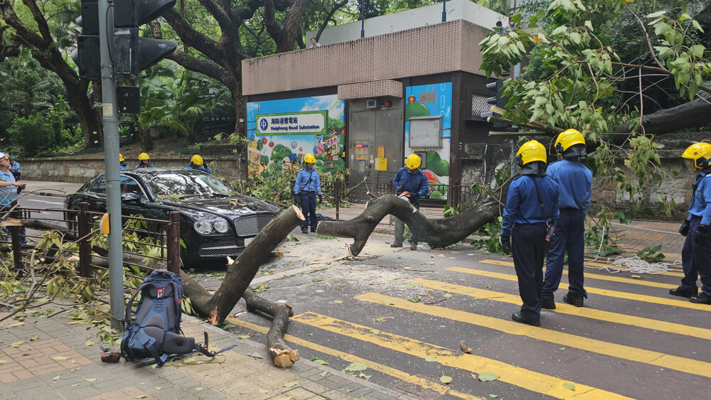 Driver trapped in Bentley after rare candlenut tree collapses in Kowloon Park