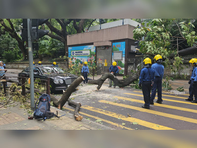 Driver trapped in Bentley after rare candlenut tree collapses in Kowloon Park